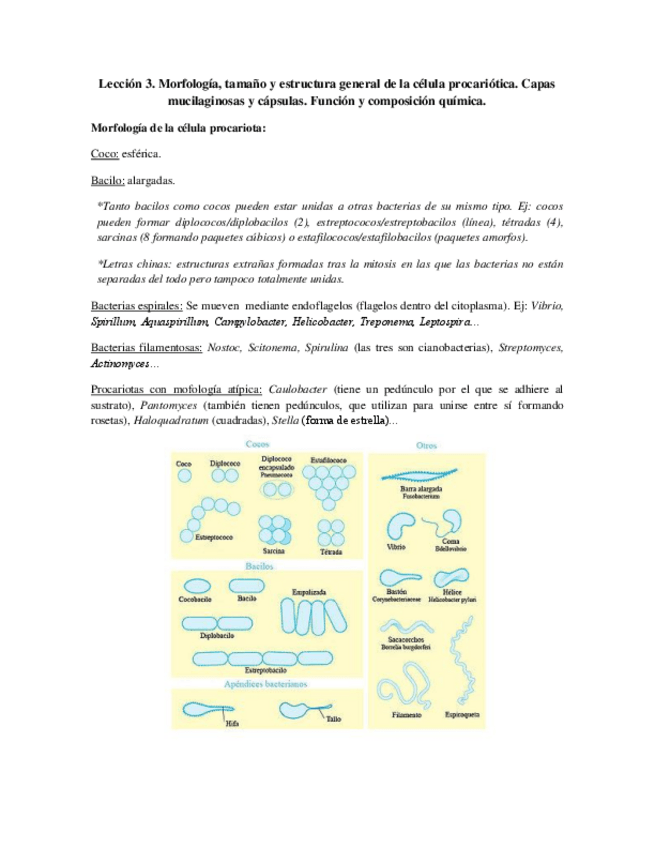 Miniatura del documento Tema 3 - Morfología.pdf