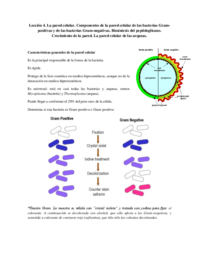 Miniatura del documento Tema 4 - Pared celular.pdf