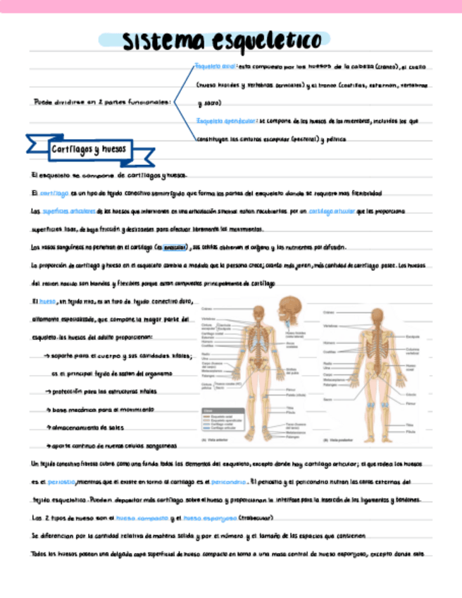 Miniatura del documento Sistema-esqueletico-.pdf