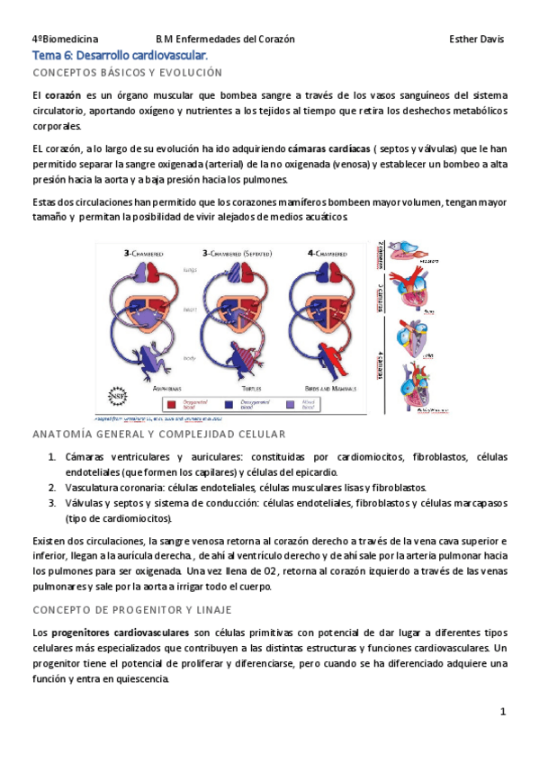 Miniatura del documento Tema-6-Desarrollo-cardiovascular.pdf
