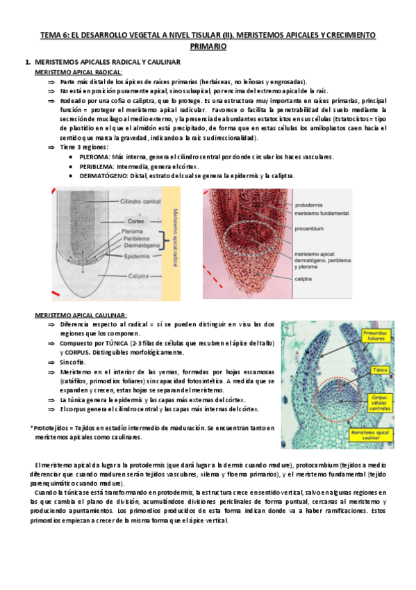 Miniatura del documento Tema-6.pdf