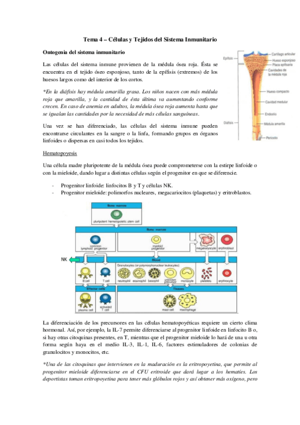 Miniatura del documento Tema 4 - Células del Sistema Inmunitario.pdf