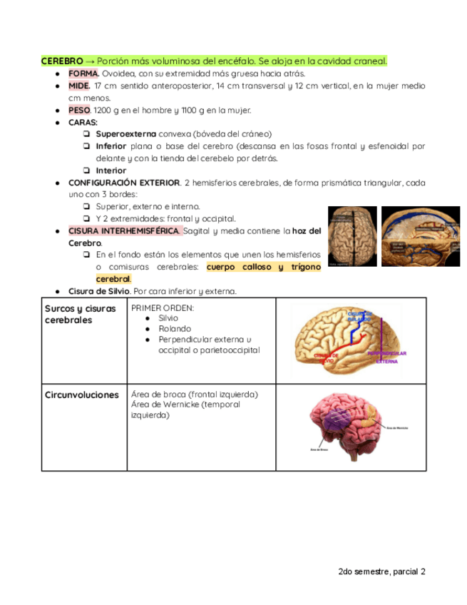 Miniatura del documento SISTEMA-NERVIOSO.pdf