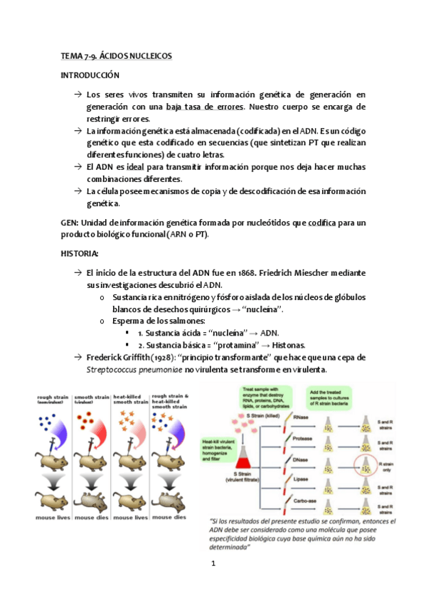 Miniatura del documento Tema-7-9-acidos-nucleicos.pdf