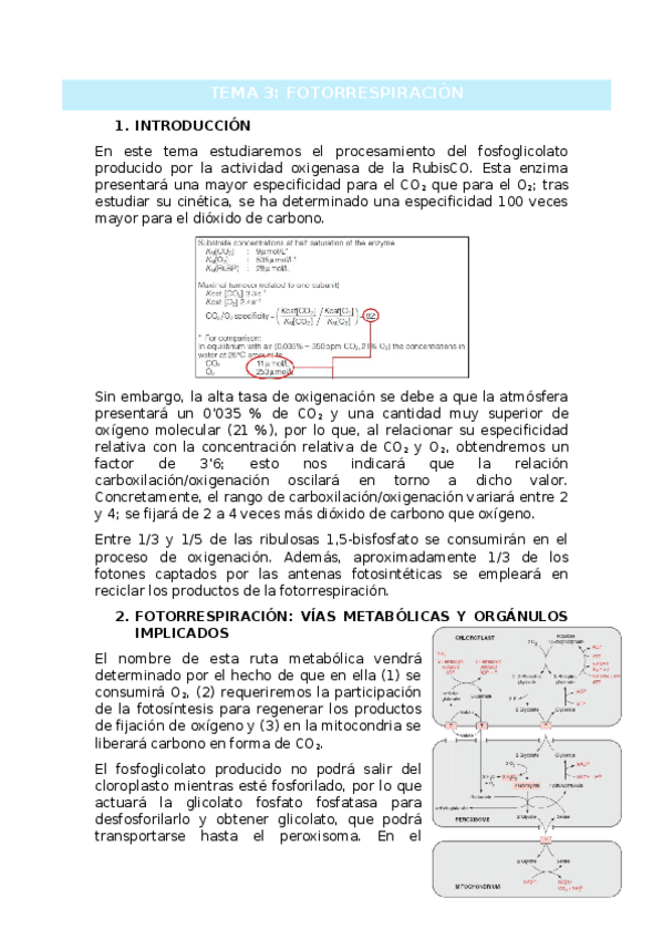 Miniatura del documento TEMA-3.docx