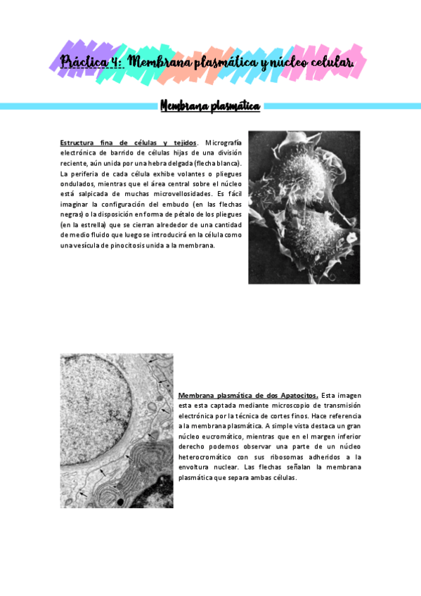 Miniatura del documento Practicas-BioCel-reconocimiento-de-imagenes.pdf