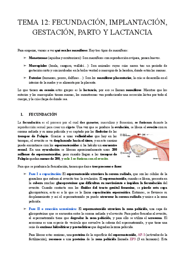 Miniatura del documento TEMA-12-FECUNDACION-MPLANTACION-GESTACION-PARTO-Y-LACTANCIA.pdf
