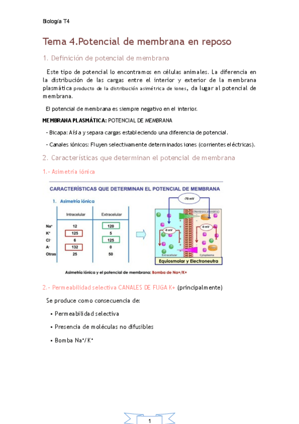 Miniatura del documento MT4. Potencial de membrana en reposo.pdf
