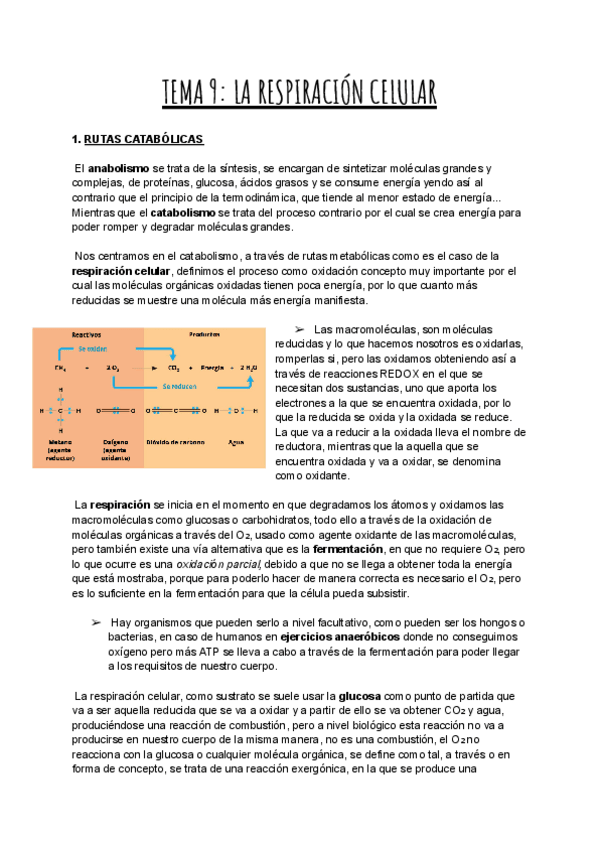 Miniatura del documento TEMA-9-LA-RESPIRACION-CELULAR.pdf