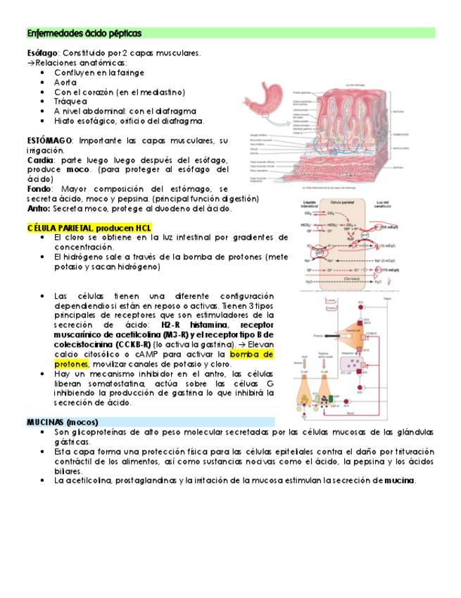 Miniatura del documento Enfermedades-acido-pepticas.pdf