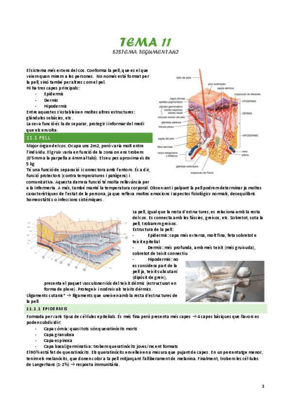Miniatura del documento tema-11-sistema-tegumentari.pdf