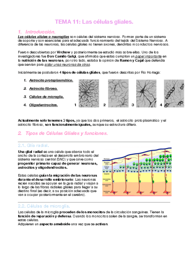 Miniatura del documento T.11Células Gliales.pdf