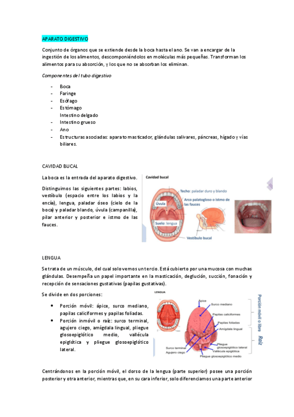 Miniatura del documento APARATO-DIGESTIVO-apuntes.pdf