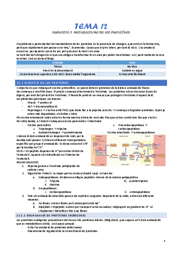 Miniatura del documento tema-12-nutricio-i-metabolisme-de-proteines.pdf