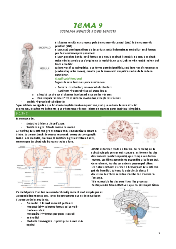 Miniatura del documento tema-9-sistema-nervios-i-dels-sentits.pdf