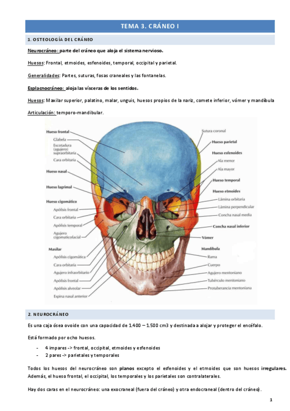 Miniatura del documento apuntes-craneo.pdf