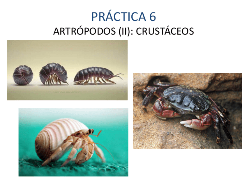 Miniatura del documento CRUSTACEOS.pdf