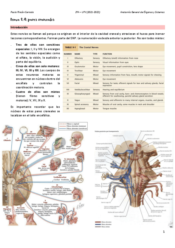 Miniatura del documento Anato-T1D.pdf