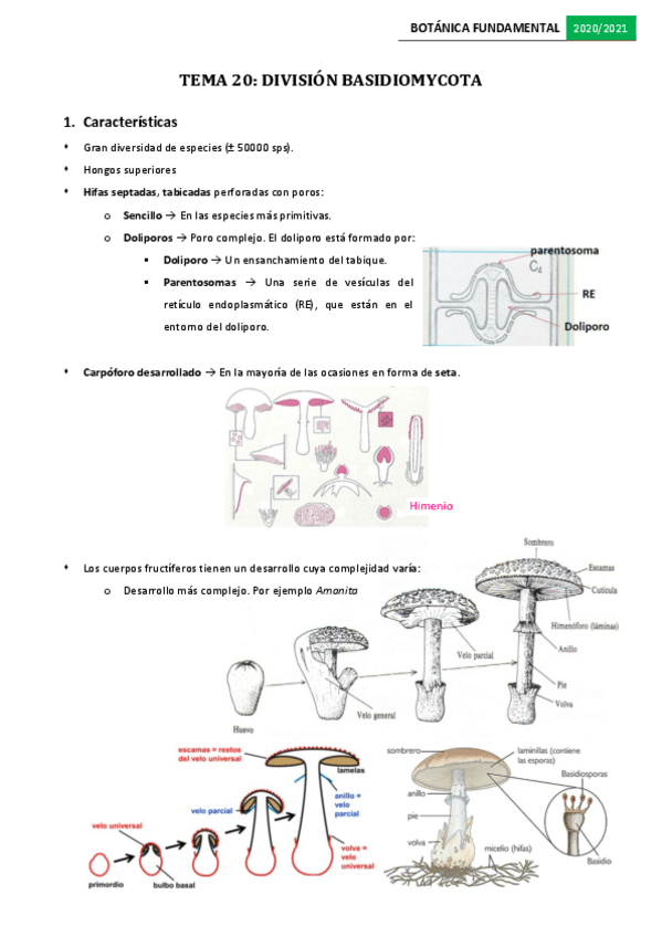 Miniatura del documento Tema-21.pdf