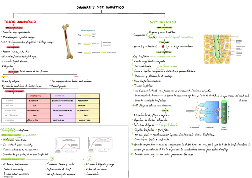 Miniatura del documento T10-Sangre-Y-Sistema-Linfatico-.pdf