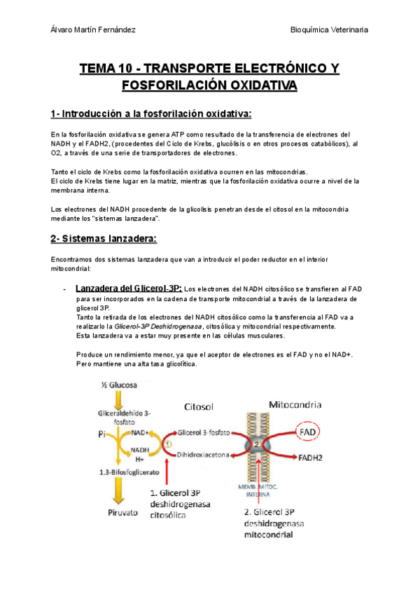Miniatura del documento TEMA-10-TRANSPORTE-ELECTRONICO-Y-FOSFORILACION-OXIDATIVA.pdf