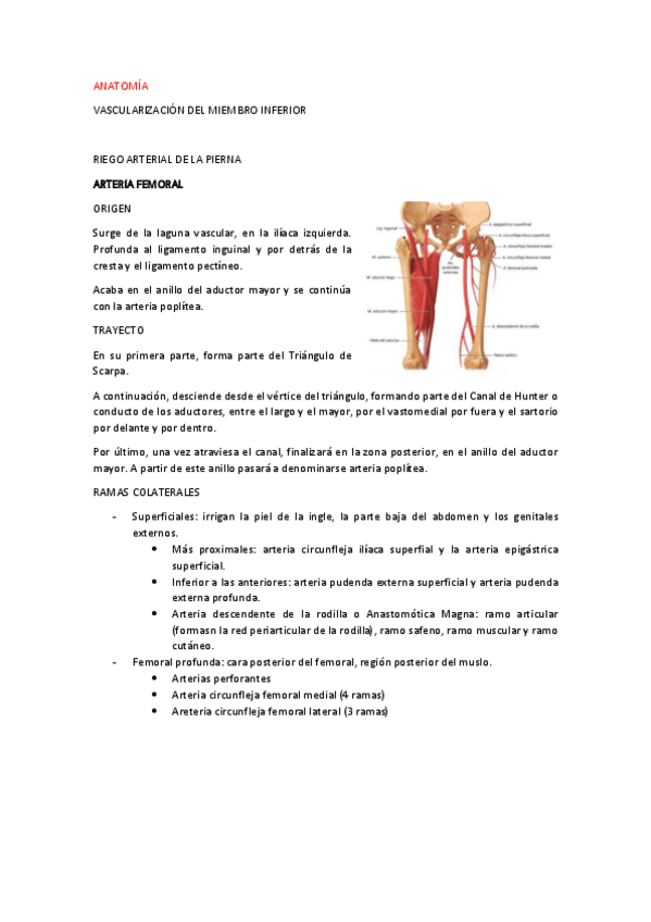 Miniatura del documento VASC-MIEM-INFERIOR-apuntes.pdf