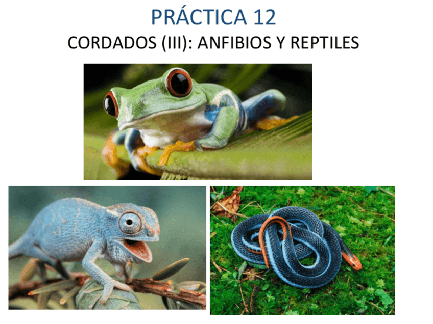 Miniatura del documento ANFIBIOS Y REPTILES.pdf