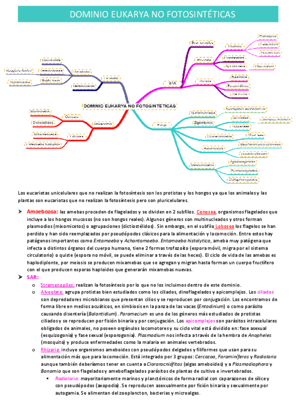 Miniatura del documento eukarya-no-fotosinteticas.pdf