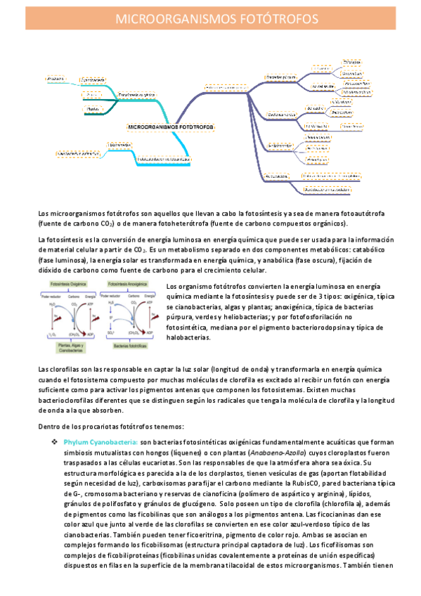 Miniatura del documento microorganismos-fotosinteticos.pdf