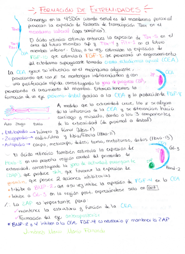Miniatura del documento Extremidades.pdf