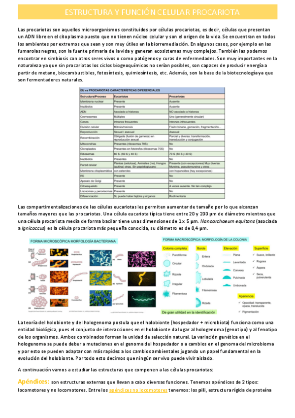 Miniatura del documento estructura-y-funcion-celular-procariota.pdf