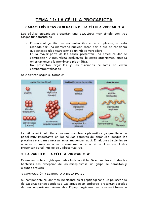 Miniatura del documento TEMA-11-la-celula-procariota.docx