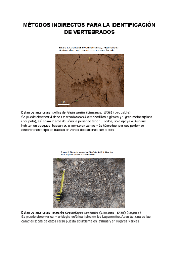 Miniatura del documento TaniaRuiz.pdf