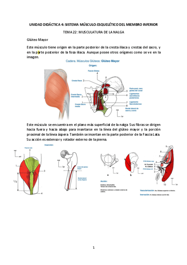 Miniatura del documento anatomia-I-2o-parcial-Luisa.pdf