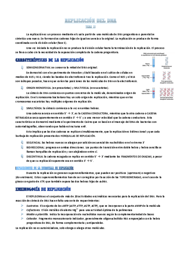 Miniatura del documento replicacion-del-DNA.pdf