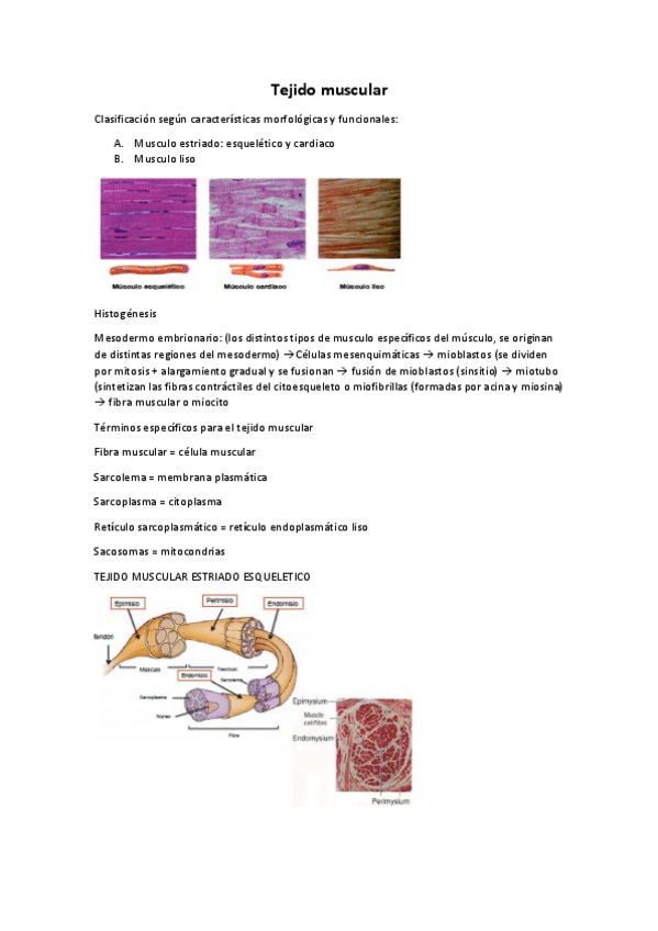 Miniatura del documento 10-Tejido-muscular.pdf