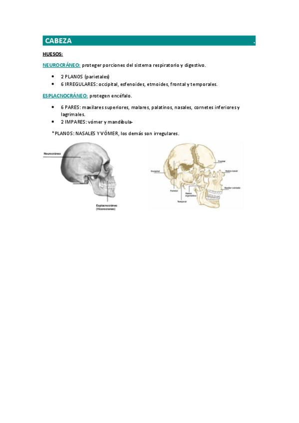 Miniatura del documento RESUMEN-CRANEO.pdf