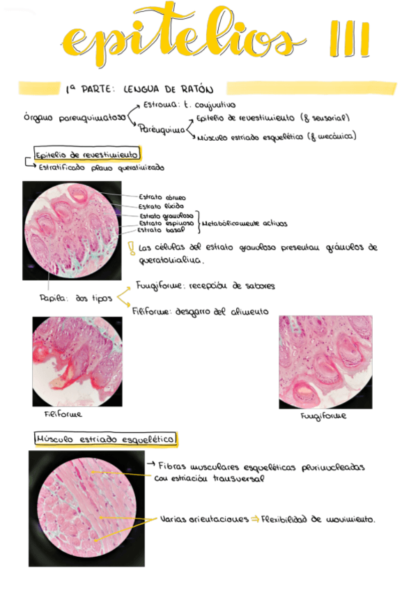 Miniatura del documento Practicas-epitelios-3.pdf