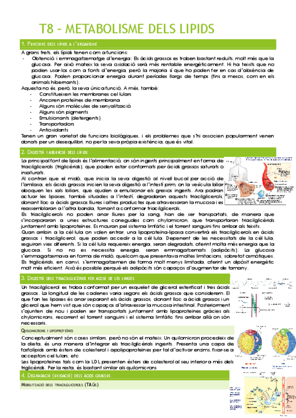 Miniatura del documento T8-METABOLISME-DELS-LIPIDS.pdf