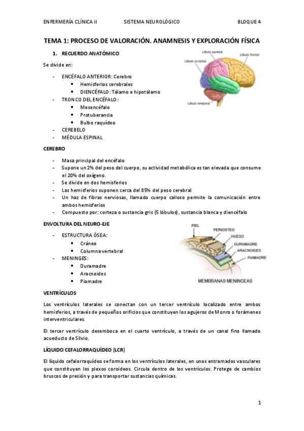 Miniatura del documento BLOQUE-4-Sistema-neurologico.pdf