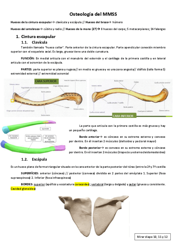 Miniatura del documento Osteologia-MMSS.pdf