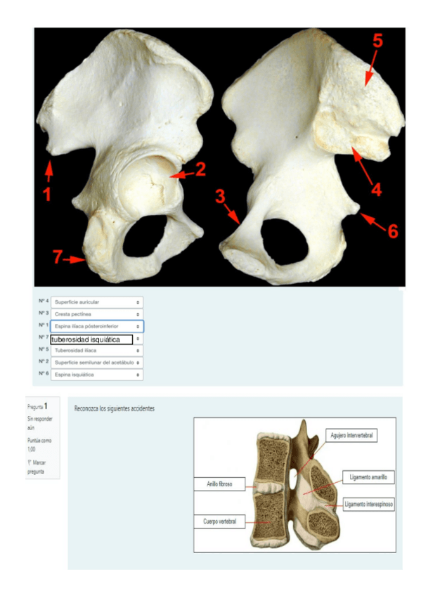 Miniatura del documento 2021-ANATOMIA-I-CICLOS-1-4.pdf
