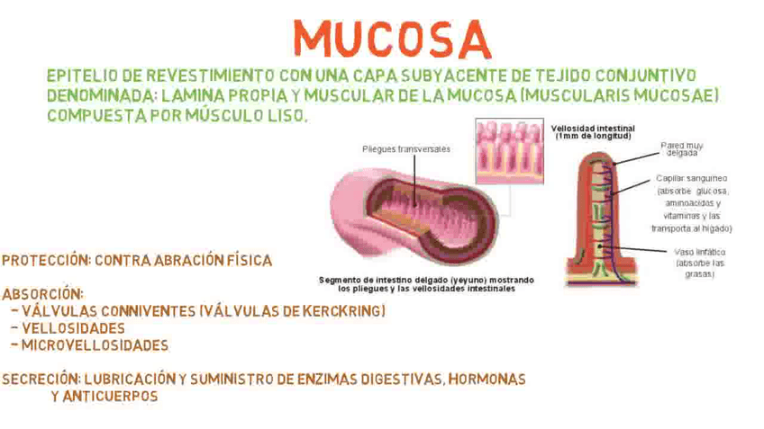Miniatura del documento Tunicas-del-sistema-digestivo.avi