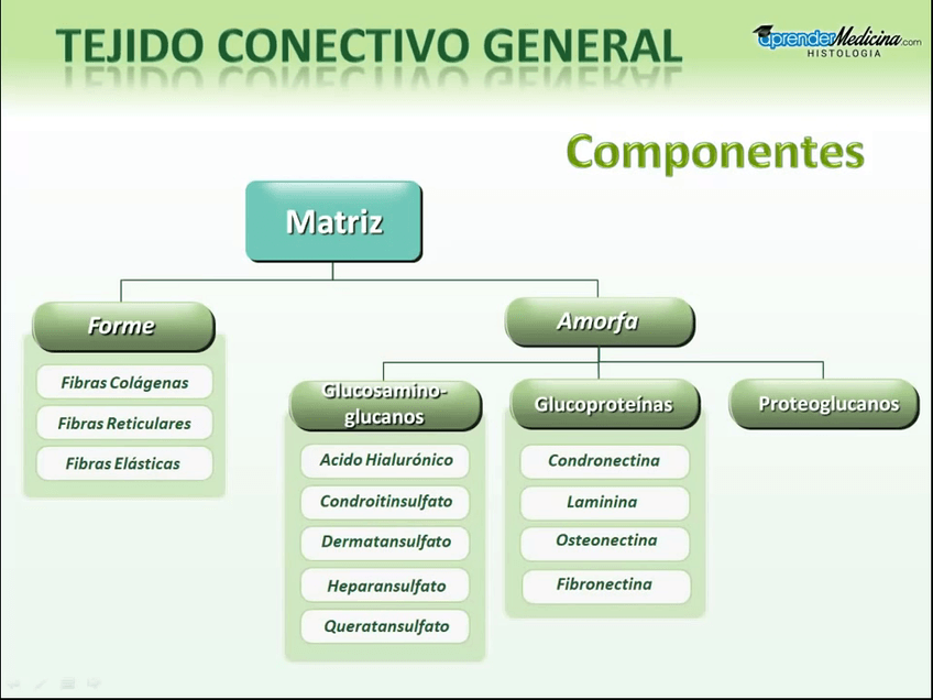 Miniatura del documento Tejido-Conectivo.mp4