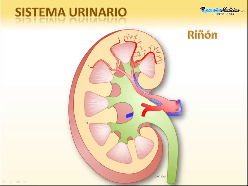 Miniatura del documento Sistema-Urinario.mp4