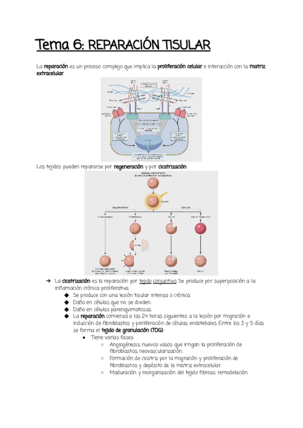Miniatura del documento Tema-6-.pdf