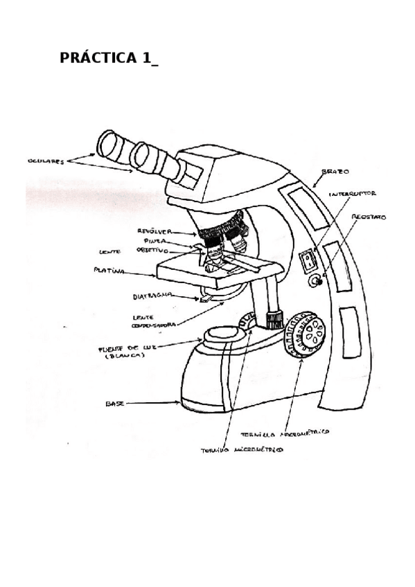 Miniatura del documento PRACTICA-1-BIO-CEL.docx