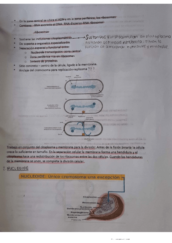 Miniatura del documento Bacterias-2.pdf