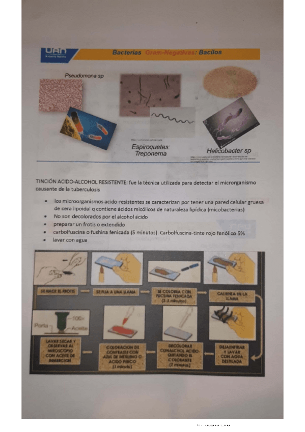 Miniatura del documento Tincion-de-bacterias-3.pdf