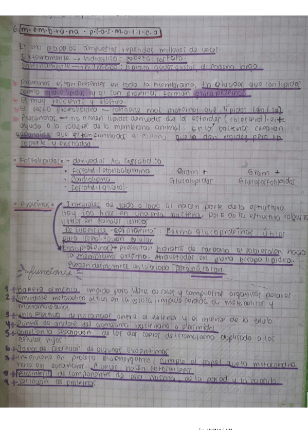 Miniatura del documento Bacterias-6.pdf